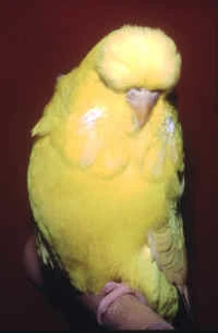 bird1.jpg (107575 bytes)
